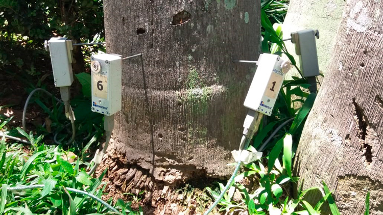 Tomografia do caule de uma árvore